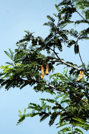 Téléchargez les photos : Tamarin ou Tamarindus indica, type de fruits qui ont un goût aigre ; ainsi que le nom de l'arbre qui le produit, qui appartient encore à la famille des Fabaceae. - en image libre de droit