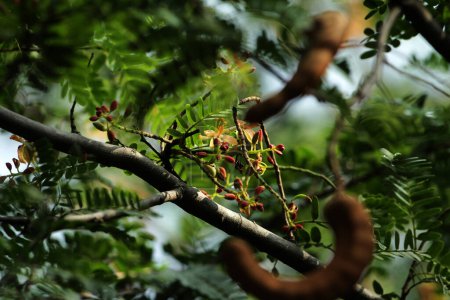 Tamarinde oder Tamarindus indica, eine Fruchtart, die säuerlich schmeckt, sowie der Name des Baumes, der sie hervorbringt, der immer noch zur Familie der Fabaceae gehört.