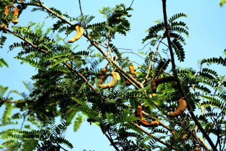 Foto de Tamarindo o Tamarindus indica, tipo de fruta que sabe agria; así como el nombre del árbol que la produce, que aún pertenece a la familia Fabaceae. - Imagen libre de derechos