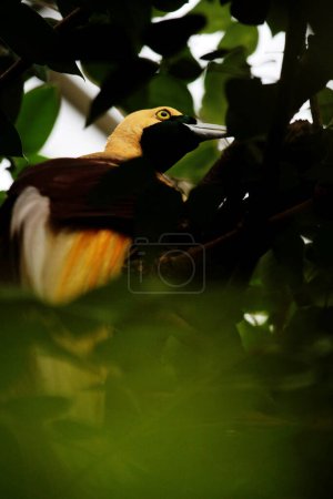 Colorful Lesser Bird on a tree in  birds park. A bird with a beautiful yellow east