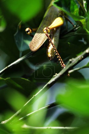 Valanga nigricornis, the Javanese grasshopper is a species of grasshopper in the subfamily Cyrtacanthacridinae of the family Acrididae.