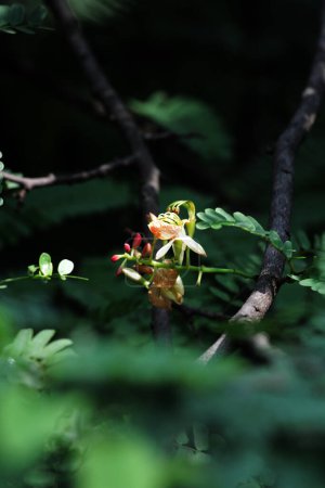 Foto de Tamarindo o Tamarindus indica, tipo de fruta que sabe agria; así como el nombre del árbol que la produce, que aún pertenece a la familia Fabaceae. - Imagen libre de derechos