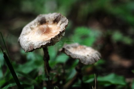 Leucocoprinus cepaestipes, weißliche lepiotoide Pilze, die in städtischen Gebieten auf Hackschnitzeln und in Wäldern vorkommen.