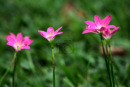 Foto de Lluvia rosa lirios o Zephyranthes minuta está floreciendo. - Imagen libre de derechos