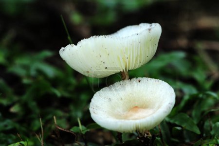 Leucocoprinus cepaestipes, whitish lepiotoid mushrooms that appears in urban settings on woodchips, as well as in woods.