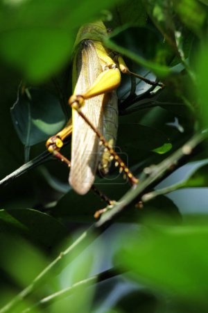 Téléchargez les photos : Valanga nigricornis est une espèce d'amphibiens de la sous-famille des Cyrtacanthacridinae.. - en image libre de droit