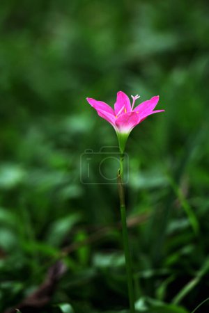 Foto de Pink Rain Lily o Zephyranthes minuta está floreciendo. - Imagen libre de derechos