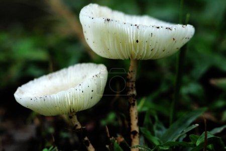 Leucocoprinus cepaestipes, weißliche lepiotoide Pilze, die in städtischen Gebieten auf Hackschnitzeln und in Wäldern vorkommen.