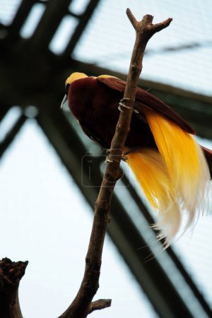 Photo for Colorful Lesser Bird on a tree in  birds park. A bird with a beautiful yellow east - Royalty Free Image