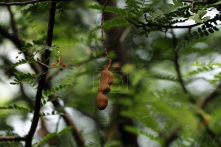 Tamarind or Tamarindus indica is a type of fruit that tastes sour; as well as the name of the tree that produces it, which still belongs to the Fabaceae family.