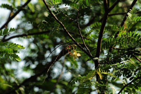 Tamarinde oder Tamarindus indica, eine Fruchtart, die säuerlich schmeckt, sowie der Name des Baumes, der sie hervorbringt, der immer noch zur Familie der Fabaceae gehört.