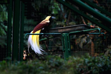 Bunte Lesser Bird auf einem Baum im Vogelpark. Ein Vogel mit einem schönen gelben Osten