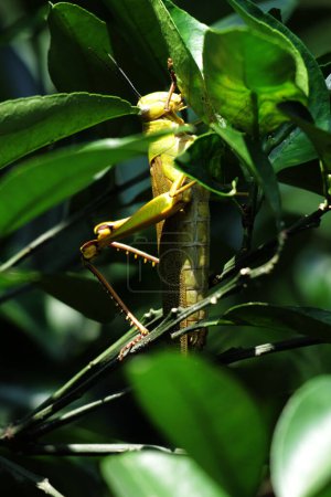 Valanga nigricornis, the Javanese grasshopper is a species of grasshopper in the subfamily Cyrtacanthacridinae of the family Acrididae.