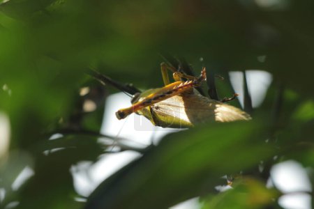 Foto de Valanga nigricornis es una especie de saltamontes de la familia Acrididae.. - Imagen libre de derechos