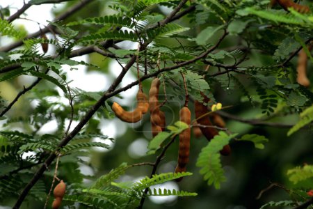 Photo for Tamarind or Tamarindus indica , type of fruits that tastes sour; as well as the name of the tree that produces it, which still belongs to the Fabaceae family. - Royalty Free Image
