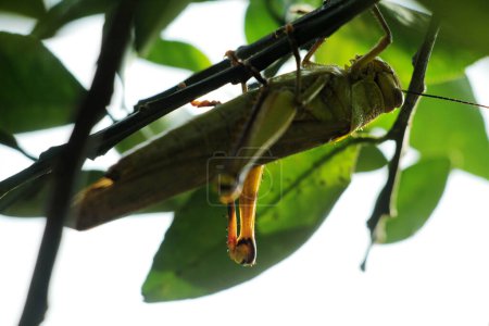 Photo for Valanga nigricornis, the Javanese grasshopper is a species of grasshopper in the subfamily Cyrtacanthacridinae of the family Acrididae. - Royalty Free Image