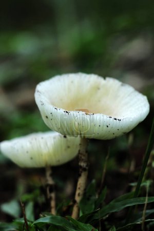 Leucocoprinus cepaestipes, hongos lepiotoides blanquecinos que aparecen en entornos urbanos en astillas de madera, así como en bosques.