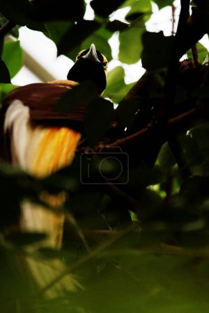 Photo for Colorful Lesser Bird on a tree in  birds park. A bird with a beautiful yellow east - Royalty Free Image