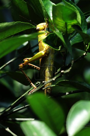 Téléchargez les photos : Valanga nigricornis est une espèce d'amphibiens de la sous-famille des Cyrtacanthacridinae.. - en image libre de droit