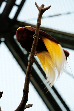 Colorido pájaro menor en un árbol en el parque de aves. Un pájaro con un hermoso este amarillo
