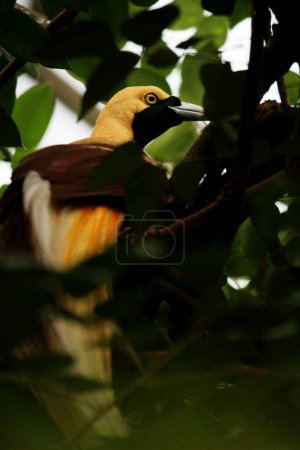 Foto de Colorido pájaro menor en un árbol en el parque de aves. Un pájaro con un hermoso este amarillo - Imagen libre de derechos