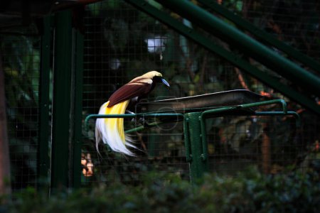 Petit oiseau coloré sur un arbre dans le parc d'oiseaux. Un oiseau avec un bel est jaune