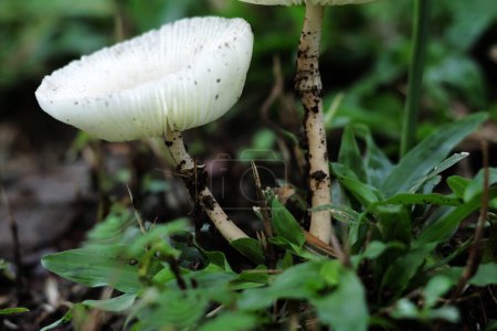 Leucocoprinus cepaestipes is a whitish lepiotoid mushroom that appears in urban settings on woodchips, as well as in woods.