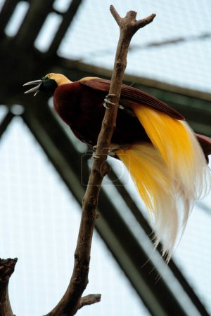 Petit oiseau coloré sur un arbre dans le parc d'oiseaux. Un oiseau avec un bel est jaune