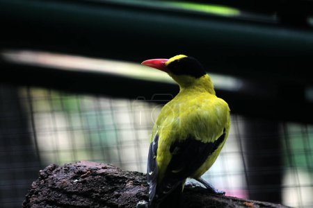Téléchargez les photos : L'oriole ou Oriolus chinensis est une belle espèce de passereau à l'apparence frappante. Les plumes sont principalement jaune doré avec un masque et une nuque noirs distinctifs. - en image libre de droit