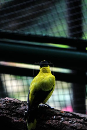 El oriol de nuca negra o Oriolus chinensis es una hermosa especie de ave paseriforme con un aspecto llamativo. Las plumas son predominantemente de color amarillo dorado con una distintiva máscara negra y nuca.