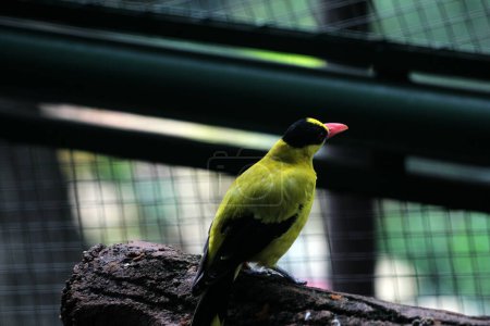 The black-naped oriole or Oriolus chinensis is a beautiful species of passerine bird with a striking appearance. The feathers are predominantly golden yellow with a distinctive black mask and nape.
