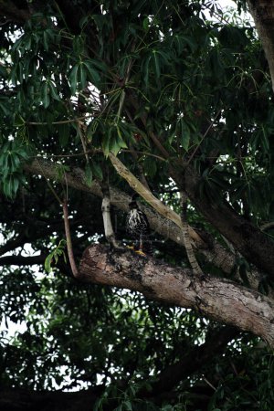 Téléchargez les photos : Aigle des montagnes ou Nisaetus alboniger, endémique de la Malaisie péninsulaire et de l'Indonésie. - en image libre de droit