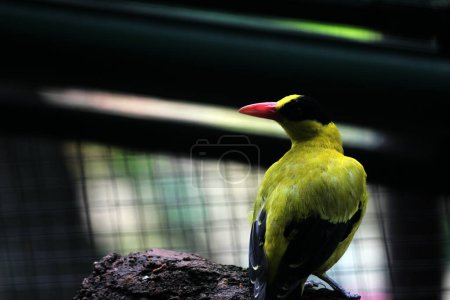 El oriol de nuca negra o Oriolus chinensis es una hermosa especie de ave paseriforme con un aspecto llamativo. Las plumas son predominantemente de color amarillo dorado con una distintiva máscara negra y nuca.