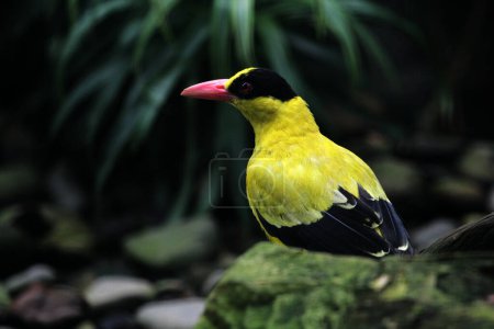 Photo for The black-naped oriole or Oriolus chinensis is a beautiful species of passerine bird with a striking appearance. The feathers are predominantly golden yellow with a distinctive black mask and nape. - Royalty Free Image