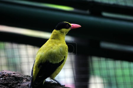 Der Schwarznapfpirol oder Oriolus chinensis ist eine wunderschöne Vogelart mit auffälligem Aussehen. Die Federn sind überwiegend goldgelb mit einer charakteristischen schwarzen Maske und einem Nacken.