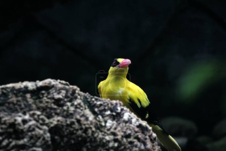 L'oriole ou Oriolus chinensis est une belle espèce de passereau à l'apparence frappante. Les plumes sont principalement jaune doré avec un masque et une nuque noirs distinctifs.