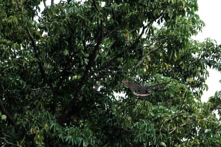 Aigle des montagnes ou Nisaetus alboniger, endémique de la Malaisie péninsulaire et de l'Indonésie. 