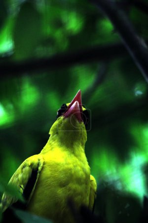 Foto de El oriol de nuca negra o Oriolus chinensis es una hermosa especie de ave paseriforme con un aspecto llamativo. Las plumas son predominantemente de color amarillo dorado con una distintiva máscara negra y nuca. - Imagen libre de derechos