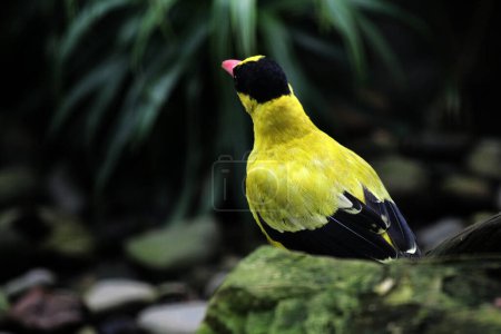 L'oriole ou Oriolus chinensis est une belle espèce de passereau à l'apparence frappante. Les plumes sont principalement jaune doré avec un masque et une nuque noirs distinctifs.