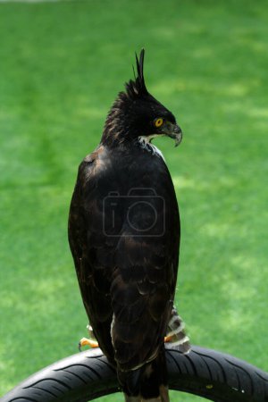 Photo for Mountain eagle or Nisaetus alboniger, endemic to peninsular Malaysia and Indonesia. - Royalty Free Image