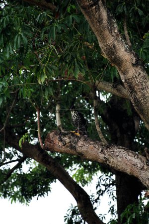 Aigle des montagnes ou Nisaetus alboniger, endémique de la Malaisie péninsulaire et de l'Indonésie. 