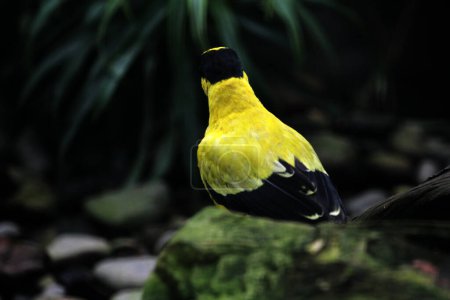 Der Schwarznapfpirol oder Oriolus chinensis ist eine wunderschöne Vogelart mit auffälligem Aussehen. Die Federn sind überwiegend goldgelb mit einer charakteristischen schwarzen Maske und einem Nacken.