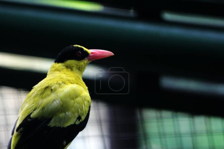 Photo for The black-naped oriole or Oriolus chinensis is a beautiful species of passerine bird with a striking appearance. The feathers are predominantly golden yellow with a distinctive black mask and nape. - Royalty Free Image