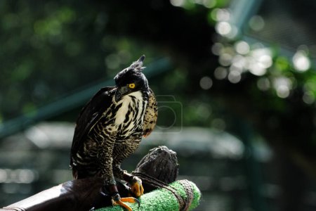 Mountain eagle or Nisaetus alboniger, endemic to peninsular Malaysia and Indonesia. 