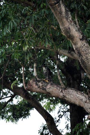 Águila montañosa o Nisaetus alboniger, endémica de Malasia peninsular e Indonesia. 