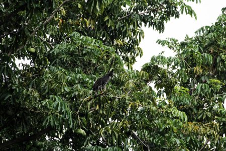 Bergadler oder Nisaetus alboniger, endemisch auf der Halbinsel Malaysia und Indonesien. 