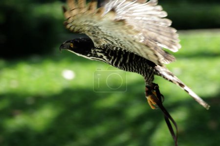 Foto de Águila montañosa o Nisaetus alboniger, endémica de Malasia peninsular e Indonesia. - Imagen libre de derechos