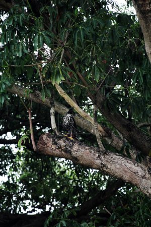 Téléchargez les photos : Aigle des montagnes ou Nisaetus alboniger, endémique de la Malaisie péninsulaire et de l'Indonésie. - en image libre de droit