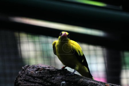 The black-naped oriole or Oriolus chinensis is a beautiful species of passerine bird with a striking appearance. The feathers are predominantly golden yellow with a distinctive black mask and nape.