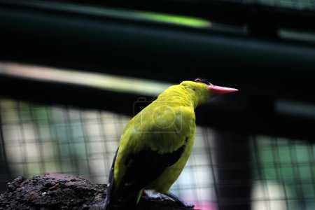 Foto de El oriol de nuca negra o Oriolus chinensis es una hermosa especie de ave paseriforme con un aspecto llamativo. Las plumas son predominantemente de color amarillo dorado con una distintiva máscara negra y nuca. - Imagen libre de derechos